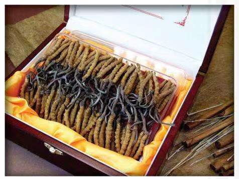 辉南冬虫夏草回收